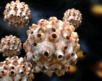 Image: A digital artist's impression of the human papillomavirus or HPV (Photo courtesy of Christian Anthony).