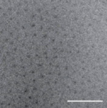 Image: Transmission electron micrograph (TEM) of the newly repackaged pharmaceutical. The dark spots are the water-insoluble cores of the nanoparticles, while the peptide chains are barely visible due to their low electron density and high degree of hydration (Photo courtesy of Dr. Ashutosh Chilkoti, Duke University).