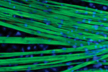 Image: Micrograph of differentiated muscle fibers (green) with cell nuclei shown in blue (Photo courtesy of Dr. Olivier Pourquié, Harvard University Medical School).