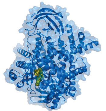 Image: Molecular model of phosphatidylinositol-4,5-bisphosphate 3-kinase, catalytic subunit alpha (PIK3CA) (Photo courtesy of Wikimedia Commons).