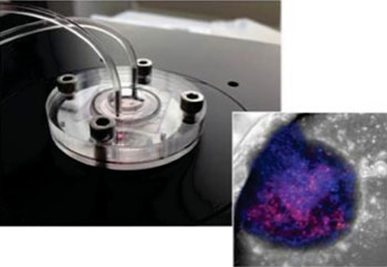 Image: Liver-on-chip device and microscopic image of bionic liver (Photo courtesy of Dr. Yaakov Nahmias, The Hebrew University of Jerusalem).