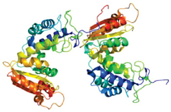 Image: Molecular model of CD38 (Photo courtesy of Wikimedia Commons).