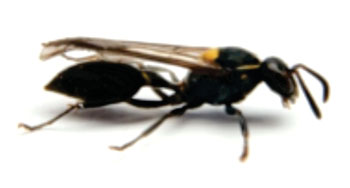 Image: The Brazilian social wasp Polybia paulista is the source of the Polybia-MP1 anticancer peptide (Photo courtesy of Dr. Mario Palma, Sao Paulo State University).