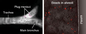 Image: A small liquid plug in the bronchus was manipulated by air ventilation to deliver a drug into the most distant alveoli (Photo courtesy of Dr. Jinho Kim, Columbia University).