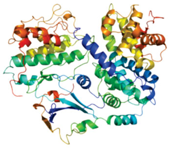 Image: Model of the p27KIP1 (cyclin-dependent kinase inhibitor 1B) protein (Photo courtesy of Wikimedia Commons).