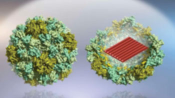 Image: Virus-protein-coated DNA origami nanostructures. With the help of protein encapsulation, such nanostructures can be transported into human cells much more efficiently (Photo courtesy of Dr. Veikko Linko and Dr. Mauri Kostiainen, Aalto University).