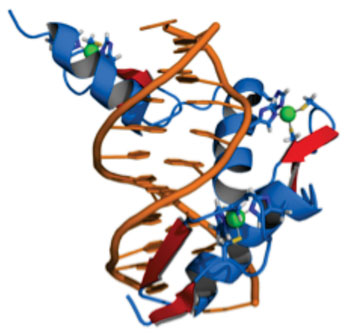 Image: representation of a protein (blue), which contains three zinc fingers in complex with DNA (orange). The coordinating amino acid residues and zinc ions (green) are highlighted (Photo courtesy of Wikimedia Commons).