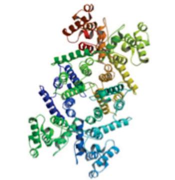 Image: Molecular model of the dystrophin protein (Photo courtesy of Wikimedia Commons).