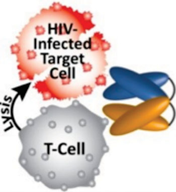 Image: Schematic representation of HIV DART binding to two distinct antigens simultaneously, redirecting the killer T-cells to destroy HIV-1 infected cells (Photo courtesy of Duke University).
