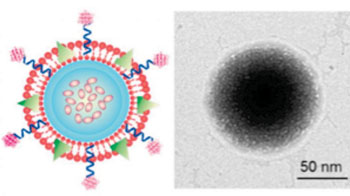 Image: On the left is the schematic design of the TRAIL/Dox loaded platelet membrane-coated nanogel delivery system. The TRAIL is attached on the surface of membrane and Dox is loaded in the core of nanogel. On the right is a transmission electron microscope image of the drug delivery system. Black is the synthetic core nanogel, the outside shell is the platelet membrane (Photo courtesy of Quanyin Hu, joint biomedical engineering program at North Carolina State University and the University of North Carolina).