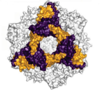 Image: Space-filling model of the alpha-B-crystallin protein. The hexameric subunit is indicated in color (Photo courtesy of Dr. Andi Mainz, Technical University of Munich).