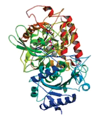 Image: Molecular model of the enzyme phosphoenolpyruvate carboxykinase (PEPCK) (Photo courtesy of Wikimedia Commons).