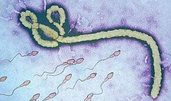 Image: Colorized transmission electron micrograph (TEM) revealed some of the ultrastructural morphology displayed by an Ebolavirus virion with supplemented spermatozoa (Photo courtesy of Frederick A. Murphy/CDC, and Graphic by Mark Murrman).