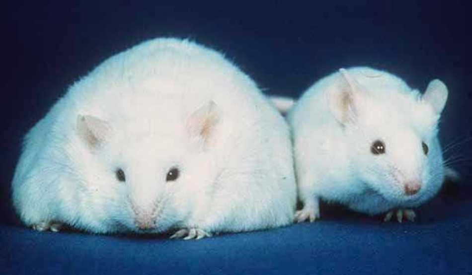 Image: Comparison of a knockout obese mouse (left) and a normal laboratory mouse (right). Lipid metabolism in mice was shown to be regulated by a group of microRNAs (Photo courtesy of Wikimedia Commons).