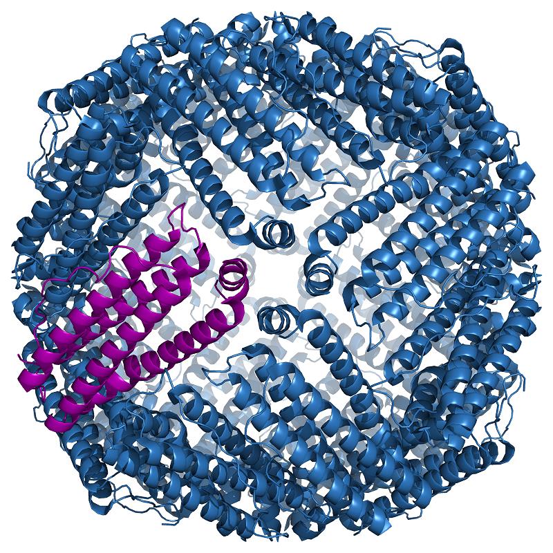 Image: Structure of the ferritin complex. The toxic anticancer drug daunorubicin was sequestered at the core of the molecule, protected by the protein coat (Photo courtesy of Wikimedia Commons).