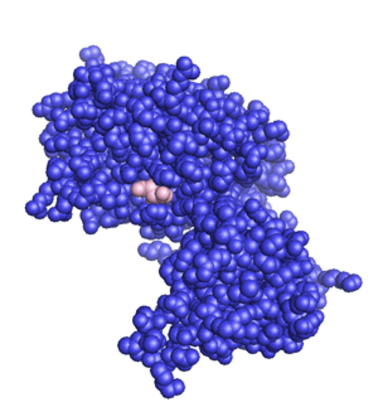 Image: A space-filling model of the PTEN protein (blue) complexed with tartaric acid (brown) (Photo courtesy of Wikimedia Commons).