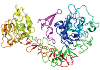 Image: Diagram of the epidermal growth factor receptor (EGFR) (rainbow colored, N-terminus = blue, C-terminus = red) complexed to its ligand epidermal growth factor (magenta) (Photo courtesy of Wikimedia Commons).