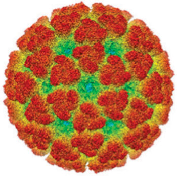 Image: Cryoelectron micrograph reconstruction of the Chikungunya virus (Photo courtesy of the Washington University School of Medicine).