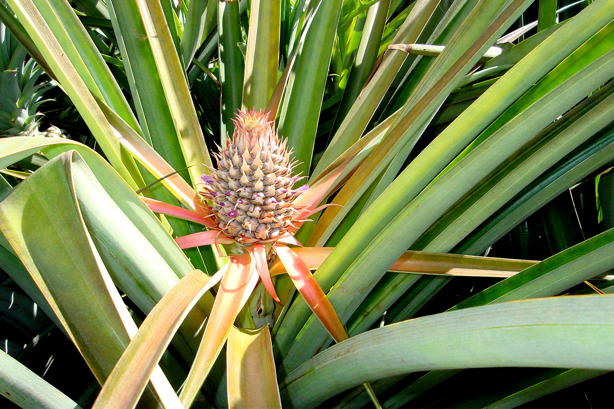 Image: Sequencing and analysis of the pineapple genome offers new insights into the evolution of plant drought-resistance, different types of photosynthesis, and circadian clock regulatory adaptations (Photo courtesy of Robert E. Paull, University of Hawaii).