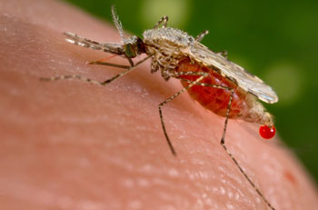 Image: Malaria-vector Anopheles stephensi, the Asian mosquito species that can found from Egypt all the way to China, obtains a blood meal from a human host through its pointed proboscis (Photo Courtesy of Jim Gathany / CDC).