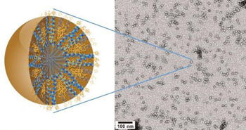 Image: At only about 20 nanometers in size and featuring a unique hierarchical structure, 3HM nanocarriers meet all the size and stability requirements for effectively delivering therapeutic drugs to brain cancer tumors (Photo courtesy of Dr. Ting Xu, Lawrence Berkeley National Laboratory).