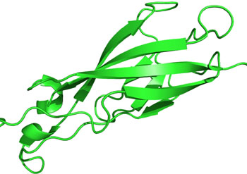 Image: Ribbon representation of a repeating unit in the extracellular E-cadherin ectodomain (Photo courtesy of Wikimedia Commons).