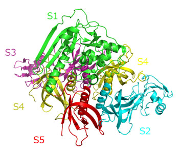 Image: Representation of the molecular structure of pertussis toxin. It is composed of five kinds of subunits. S1: green S2: cyan S3: purple S4: yellow (double) S5: red (Photo courtesy of Wikimedia Commons).
