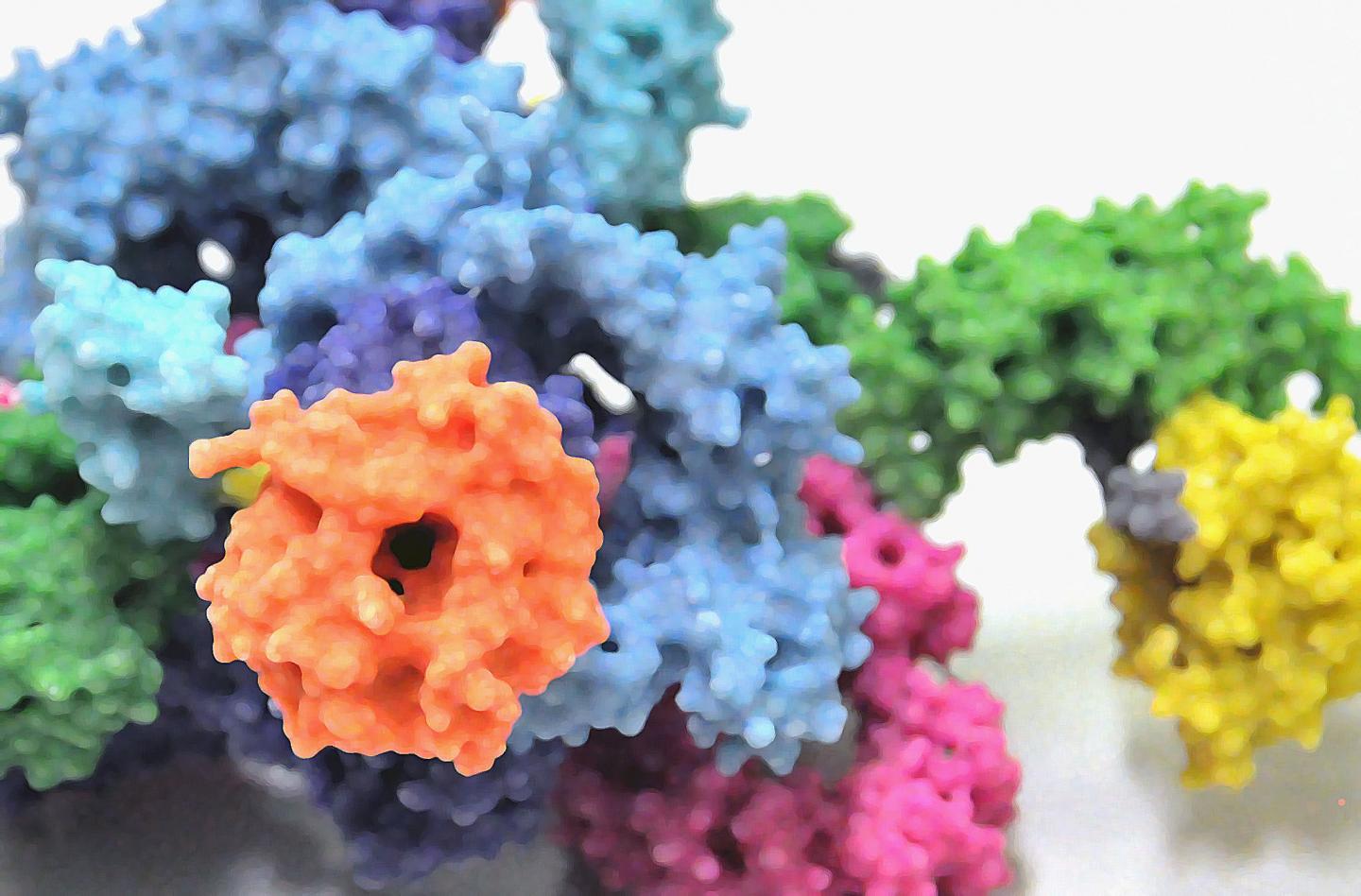 Image: The image depicts a three-dimensional model of the protein complex mTORC1 (Photo courtesy of the University of Basel).