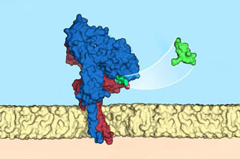 Image: The ligand (green) fits like a key to a specific integrin (blue/red) on the surface of the tumor\'s cell membrane (beige) (Photo courtesy of Francesco S. di Leva, Luciana Marinelli / Università di Napoli Federico II).