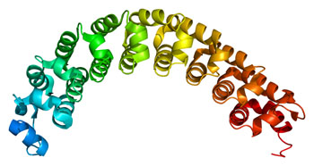 Image: Model of the PUMILIO protein family member PUM1 (pumilio RNA binding family member 1) (Photo courtesy of Wikimedia Commons).