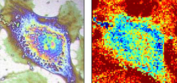 Image: Classical phase contrast image (L) of a cell compared to thermal imaging (R) (Photo courtesy of the University of Bordeaux).