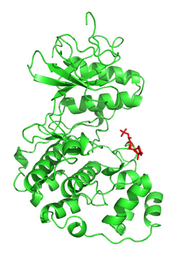 Image: X-ray structure of the ERK2 MAP kinase in its active form. Phosphorylated residues are displayed in red (Photo courtesy of Wikimedia Commons).