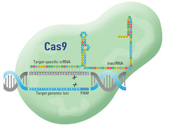 Image: Genome editing uses engineered nucleases in conjunction with endogenous repair mechanisms to alter the DNA in a cell. The CRISPR-Cas system takes advantage of a short guide RNA to target the bacterial Cas9 endonuclease to specific genomic loci. Because the specificity is supplied by the guide RNA, changing the target only requires a change in the design of the sequence encoding the guide RNA (Photo courtesy of Thermo Fisher Scientific).