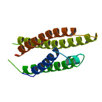 Image: Molecular model of apolipoprotein E (Photo courtesy of Wikimedia Commons).