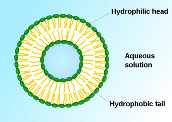 Image: Liposomes are composite structures made of phospholipids and may contain small amounts of other molecules sequestered inside. Various targeting ligands may be attached to their exterior in order to allow their surface-attachment and accumulation in pathological areas (Photo courtesy of Wikimedia Commons).