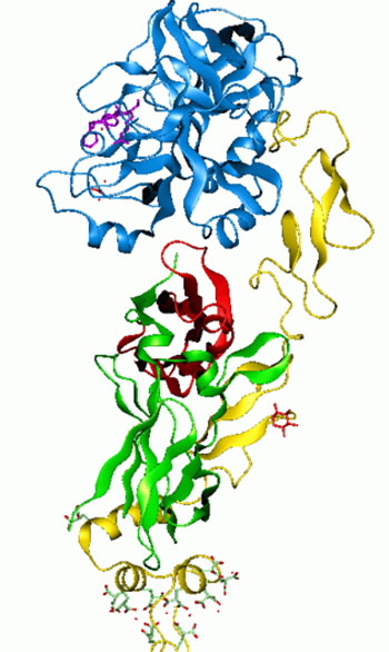 Image: Molecular model of coagulation Factor VII (Photo courtesy of Wikimedia Commons).