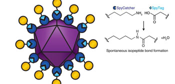 Image: Diagram of a viral vectored vaccine built using the SpyCatcher/ Tag combination. SpyCatcher (dark blue) is fused to the virus-like particle (purple). SpyTag (light blue) is fused to antigens (yellow). When SpyTag forms an isopeptide bond with SpyCatcher (diagram right), the antigens are attached to the virus-like particle (Photo courtesy of the University of Oxford).