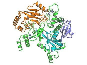 Image: Molecular model of E3 ubiquitin ligase (green), E2 ubiquitin enzyme (orange), \"activated ubiquitin\" (cyan), and \"allosteric ubiquitin\" (blue) (Photo courtesy of Dr. Bernhard Lechtenberg, Sanford Burnham Prebys Medical Discovery Institute).