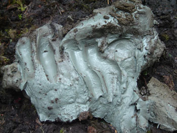 Image: Naturally occurring clay from Kisameet Bay, Canada, exhibits potent antibacterial activity against multidrug-resistant pathogens (Photo courtesy of Kisameet Glacial Clay Inc.).