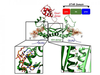 Image: Top: Overview of the structure of T-STAR STAR domain in complex with AUUAAA RNA. Bottom left: close up view of the specific recognition of the RNA. Bottom right: close up view of the KH dimerization interface (Photo courtesy of the University of Leicester).