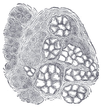Image: Human submandibular gland. At the right is a group of mucous alveoli, at the left a group of serous alveoli (Photo courtesy of Wikimedia Commons).
