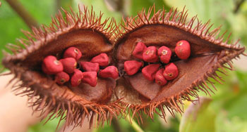 Image: Open fruit of the achiote tree (Bixa orellana), showing the seeds from which annatto is extracted (Photo courtesy of Wikimedia Commons).