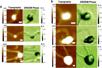 Image: Topographic AFM (left) and DREEM phase (right) images of large TRF2 complexes (Photo courtesy of NCSU).