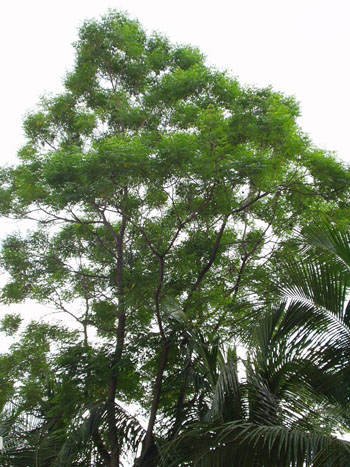 Image: A neem tree – Azadirachta indica (Photo courtesy of Wikimedia Commons).