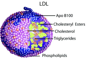 Image: Structure of LDL (low-density lipoprotein) (Photo courtesy of MP Biomedicals).