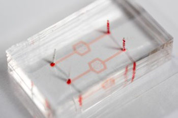 Image: Researchers used a model blood vessel system built into a polymer microchip to study the activity of white blood cells as they were affected by drugs that tend to make them softer, which facilitates their entry into blood circulation (Photo courtesy of Rob Felt, Georgia Institute of Technology).