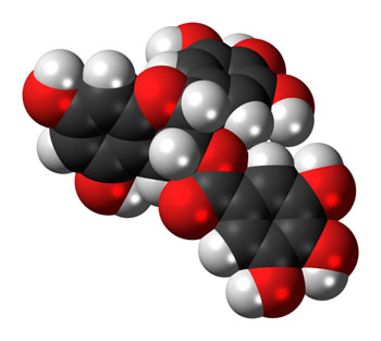 Image: Space-filling molecular model of epigallocatechin gallate (EGCG) (Photo courtesy of Wikimedia Commons).