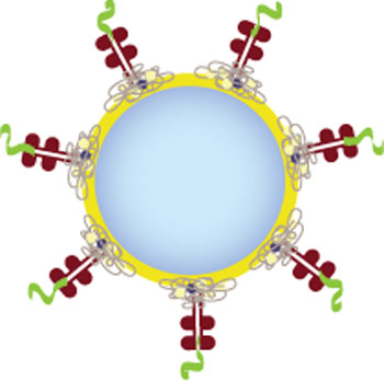 Image: Navacims are nanoparticles coated with disease relevant peptide-major histocompatibility complexes (pMHCs) (Photo courtesy of Parvus Therapeutics Inc.).