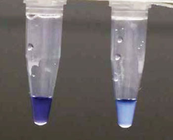 Image: High-throughput loop-mediated isothermal amplification (HtLAMP) color change associated with hydroxynaphtholblue (HNB); left clear, purple color is negative and right cloudy, blue color positive for Plasmodium vivax (Photo courtesy of QIMR Berghofer Medical Research Institute).