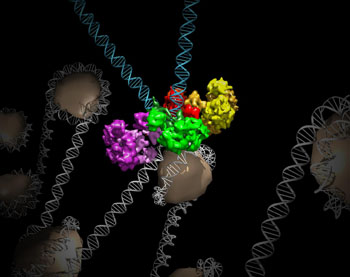Image: Structure of the intasome protein complex that enables retroviruses to establish permanent infections in their hosts. The intasome hijacks host genomic material, DNA (white) and histones (beige), and irreversibly inserts viral DNA (blue) (Photo courtesy of the Salk Institute for Biological Studies).
